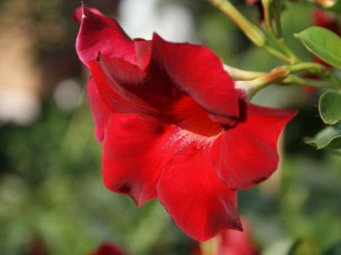 Картинка цветы канна