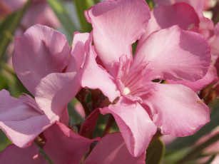 Картинка цветы олеандры