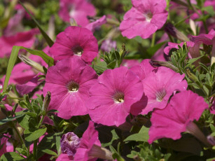 Картинка цветы петунии калибрахоа