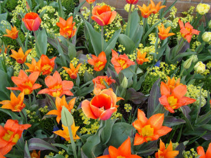 Картинка цветы разные вместе