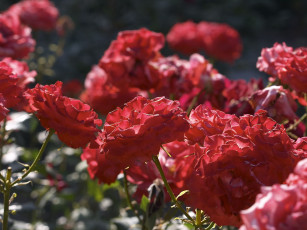 Картинка цветы розы