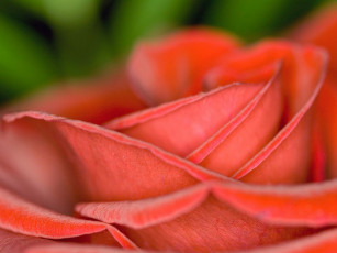 Картинка цветы розы