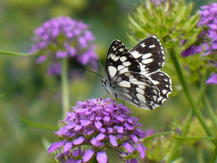 Картинка животные бабочки