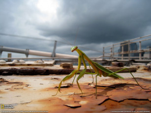 Картинка животные богомолы