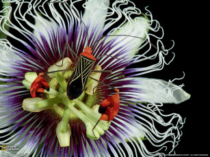 Картинка животные насекомые