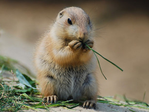 Картинка животные суслики сурки