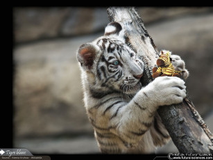 Картинка животные тигры