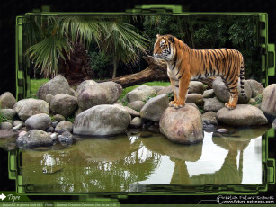 Картинка животные тигры