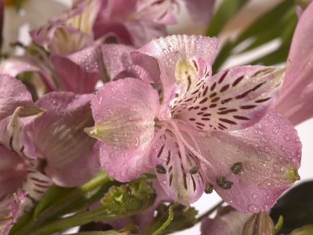 Обои картинки фото цветы, альстромерия