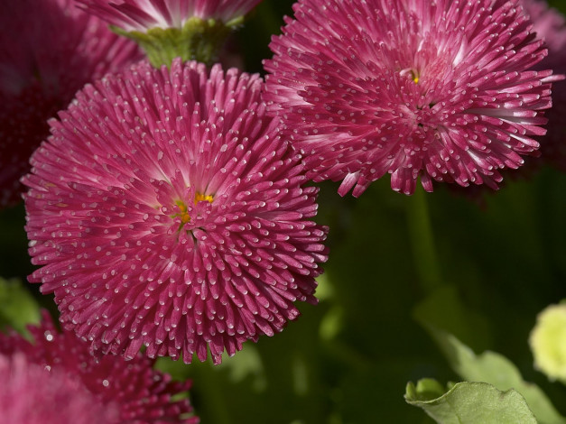 Обои картинки фото цветы, маргаритки