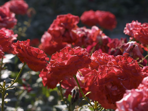 Обои картинки фото цветы, розы