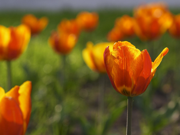 Обои картинки фото цветы, тюльпаны