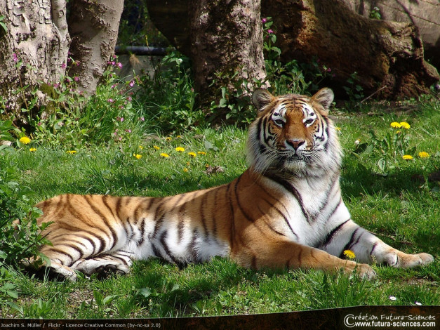 Обои картинки фото животные, тигры