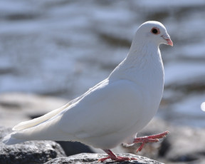 Картинка животные голуби