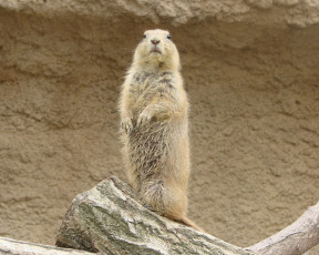 Картинка животные суслики сурки