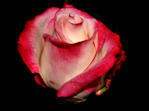 Картинка цветы розы