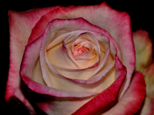 обоя цветы, розы