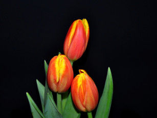 Картинка цветы тюльпаны