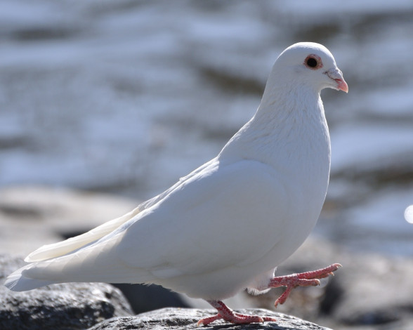 Обои картинки фото животные, голуби