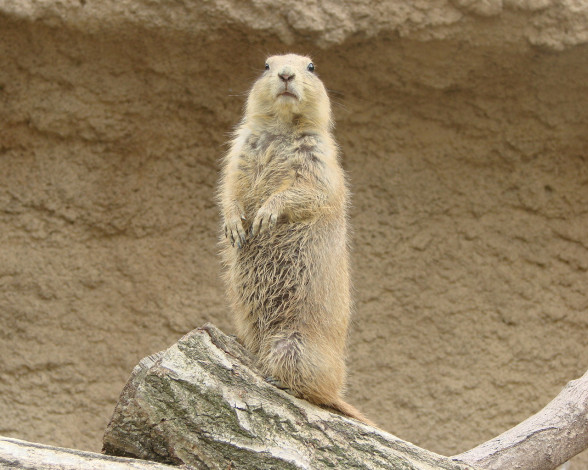 Обои картинки фото животные, суслики, сурки