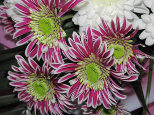 Картинка цветы хризантемы разноцветные