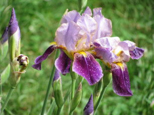 Картинка цветы ирисы цветки бутоны