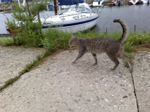 Картинка животные коты кот кошка причал