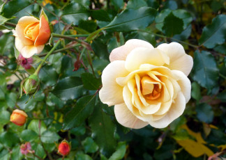 Картинка цветы розы куст бутоны роза