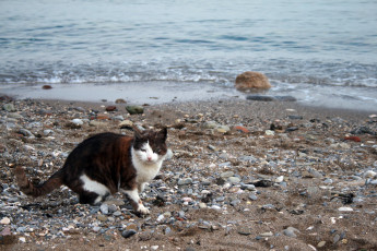 Картинка животные коты кот кошка вода