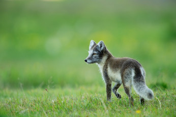Картинка животные песцы песец лиса