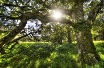 Картинка природа восходы закаты деревья лес солнце трава