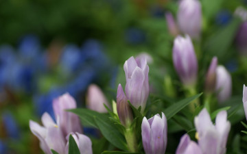 обоя цветы, годеция, нежные