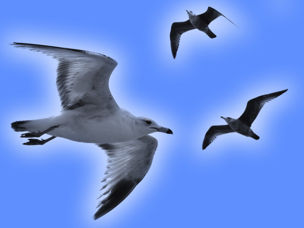 Обои картинки фото животные, Чайки, бакланы, крачки, чайка, небо