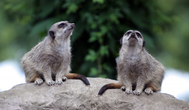 Обои картинки фото животные, сурикаты, сурикат, грызун