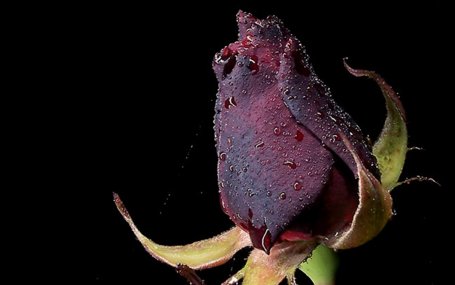 Обои картинки фото цветы, розы, почти, черная, капли, вода