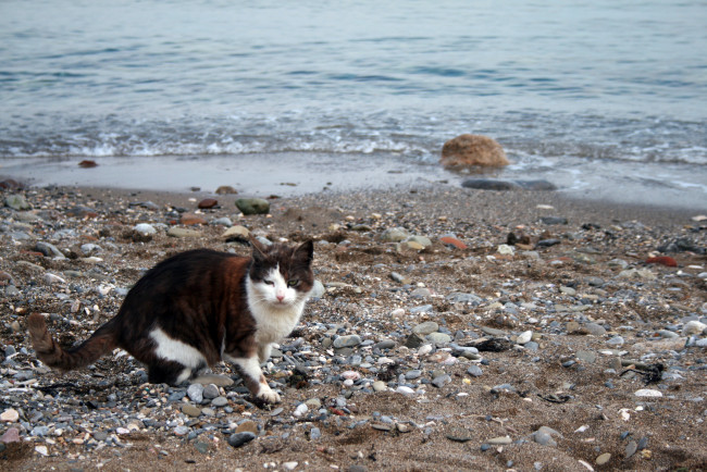 Обои картинки фото животные, коты, кот, кошка, вода