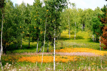 Картинка хакасия природа деревья березки пейзаж