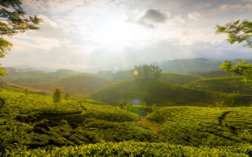 Картинка природа поля туман зелень холмы