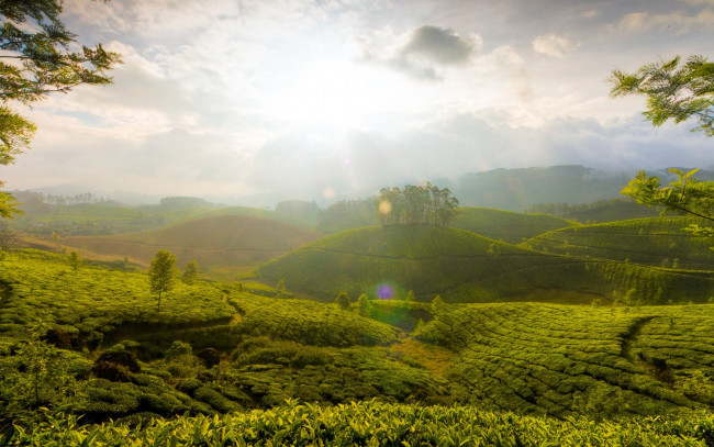 Обои картинки фото природа, поля, туман, зелень, холмы