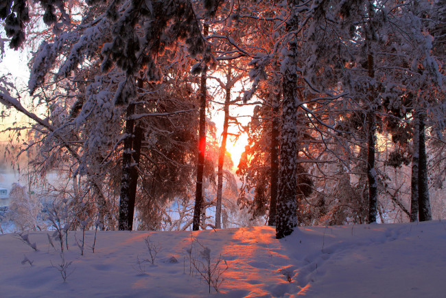 Обои картинки фото природа, зима, снег, лес