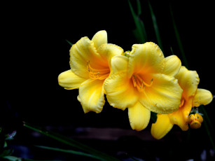 Картинка цветы лилии +лилейники