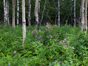 Картинка природа лес