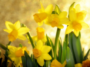 Картинка цветы нарциссы