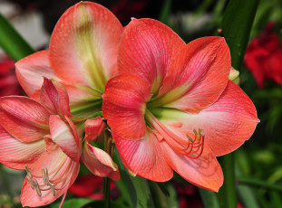 Картинка цветы лилии +лилейники