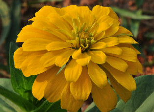 Картинка цветы цинния лепестки цветки