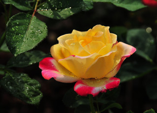 Картинка цветы розы бутон роза