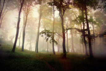 Картинка природа лес туман