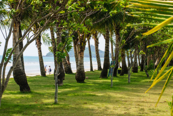 Картинка природа тропики парк