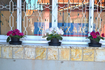 Картинка цветы фиалки фиалка