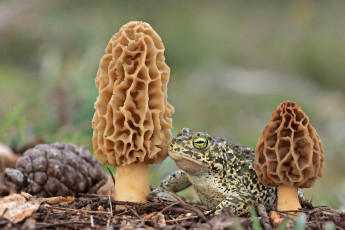 Картинка животные лягушки сморчки жаба